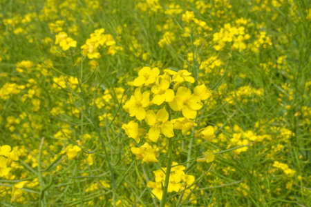 A field of yellow flowers blooms on an island in Korea.の写真素材