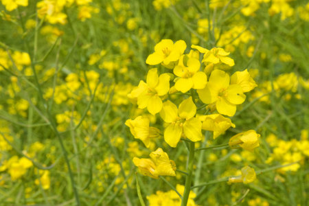 A field of yellow flowers blooms on an island in Korea.の写真素材