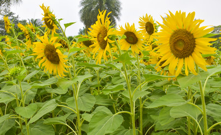 Blooming sunflowers and petals in a garden in Bangkokの写真素材