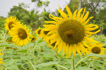 Blooming sunflowers and petals in a garden in Bangkokの写真素材