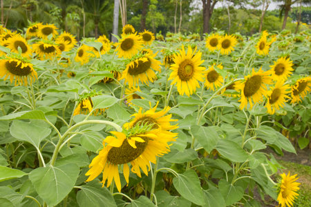 Blooming sunflowers and petals in a garden in Bangkokの写真素材
