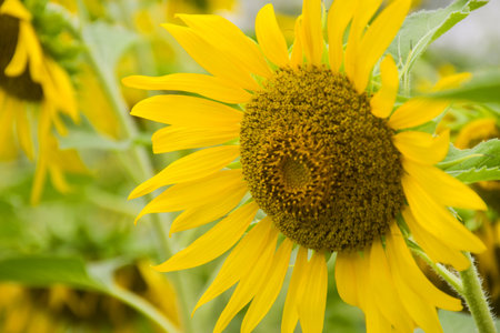 Blooming sunflowers and petals in a garden in Bangkokの写真素材