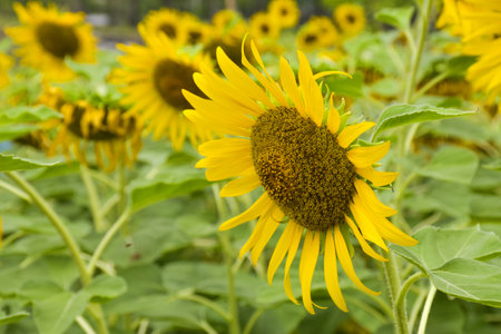 Beautiful sunflowers  bloom in Bangkok, Thailandの写真素材