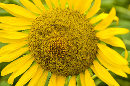Beautiful sunflowers  bloom in Bangkok, Thailandの写真素材