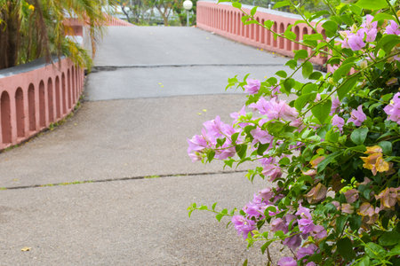 Beautiful bridge and trees in the park, Bangkok, Thailandの写真素材