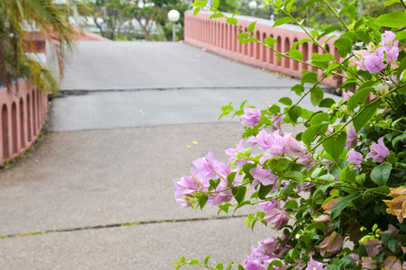 Beautiful bridge and trees in the park, Bangkok, Thailandの写真素材