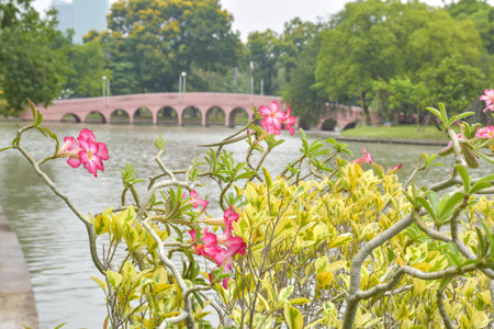 Beautiful bridge and trees in the park, Bangkok, Thailandの写真素材