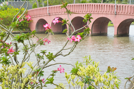 Bridge and beautiful flowers in the garden of Bangkok, Thailandの写真素材