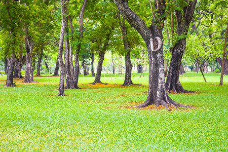 Beautiful trees in the garden of Bangkok, Thailandの写真素材