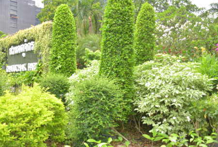 Beautiful garden in the garden of Bangkok, Thailandの写真素材