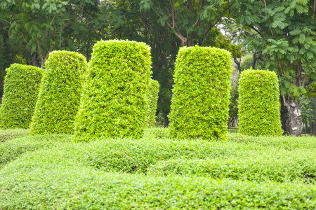 Beautiful garden in the garden of Bangkok, Thailandの写真素材