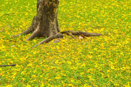 Beautiful fall flowers on the grass in the park, Bangkok, Thailandの写真素材