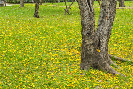 Beautiful fall flowers on the grass in the park, Bangkok, Thailandの写真素材