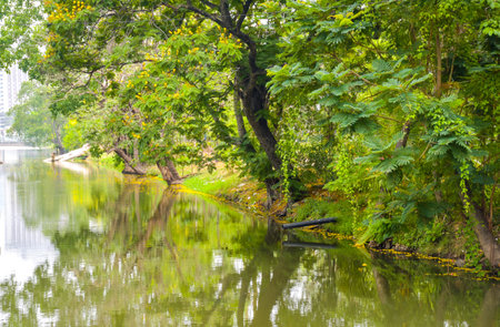 Trees and lake in garden, Bangkok, Thailandの写真素材