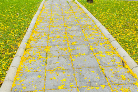 Beautiful fall flowers on the grass in the park, Bangkok, Thailandの写真素材