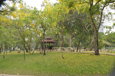 Beautiful fall flowers on the grass in the park, Bangkok, Thailandの写真素材
