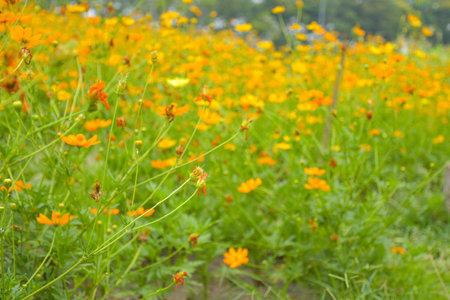 Field of orange flowers in full bloom in  garden parkの写真素材