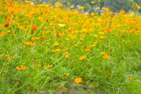 Field of orange flowers in full bloom in Chaturakorn Park, Thailandの写真素材