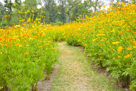 Field of orange flowers blooming in the garden of Bangkok, Thailandの写真素材