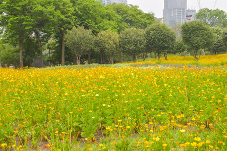 Field of orange flowers blooming in the garden of Bangkok, Thailandの写真素材