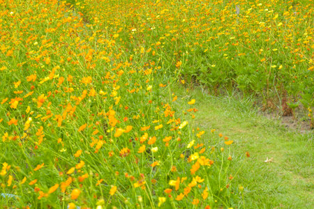 Field of orange flowers blooming in the garden of Bangkok, Thailandの写真素材