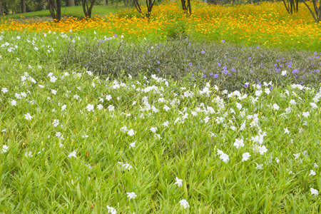 Field of orange flowers blooming in the garden of Bangkok, Thailandの写真素材