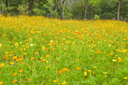 Field of orange flowers blooming in the garden of Bangkok, Thailandの写真素材