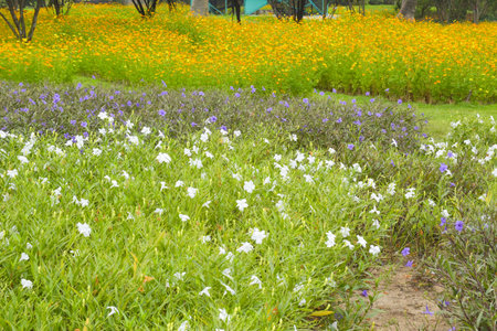 Field of orange flowers blooming in the garden of Bangkok, Thailandの写真素材