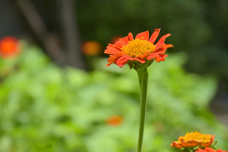 Beautiful orange fuchsia flowers in the garden, Bangkok, Thailandの写真素材