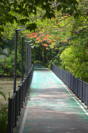 Beautiful trees and pathways in the park, Bangkok, Thailandの写真素材