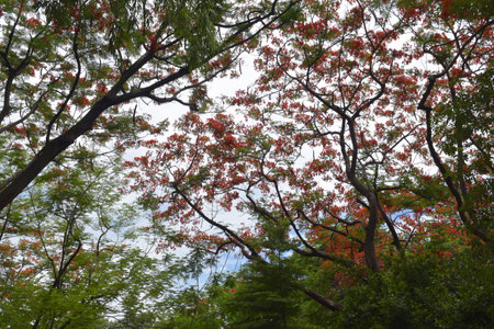 Peacock flowers blooming beautifully in the garden of Bangkok, Thailandの写真素材
