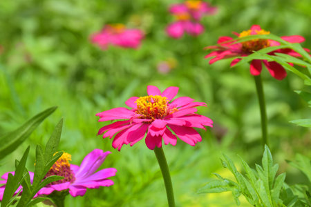 Zinnias blooming in a garden in Bangkok, Thailandの写真素材