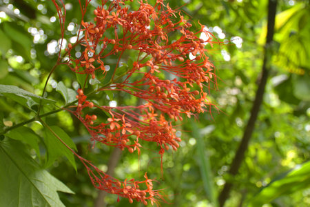Red needle flower blooming in the garden of Bangkok, Thailandの写真素材