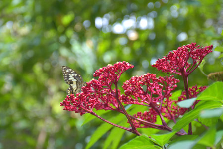 Red needle flower blooming in the garden of Bangkok, Thailandの写真素材