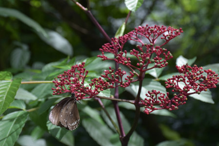 Red needle flower blooming in the garden of Bangkok, Thailandの写真素材