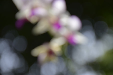 white and purple orchid blooming in garden Bangkok Thailandの写真素材