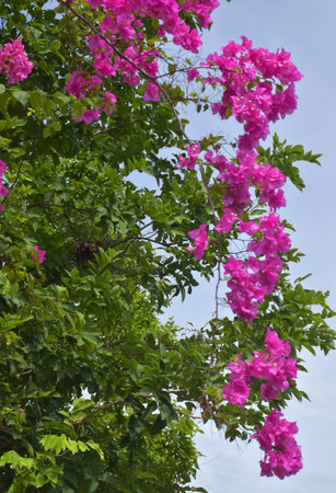 Beautiful pink bougainvillea flowers bloom in a garden in the middle of Bangkok, Thailand.の写真素材