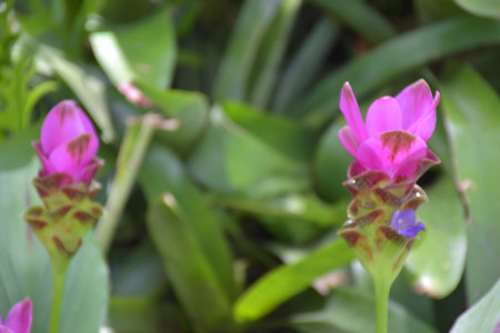 Beautiful pink Krachiow flowers bloom in a garden in Bangkok, Thailandの写真素材