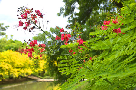 Beautiful little red flowers blooming in a garden in Bangkok, Thailandの写真素材
