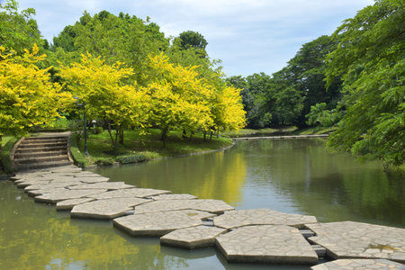 Beautiful yellow leaf trees and rocks in a lake in a Bangkok park, Thailandの写真素材