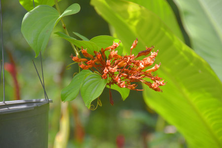 Beautiful little red flowers blooming in a garden in Bangkok, Thailandの写真素材