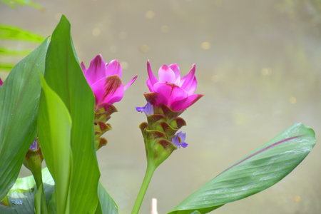Beautiful pink Krachiow flowers bloom in a garden in Bangkok, Thailandの写真素材