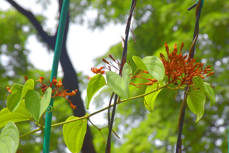 Beautiful little red flowers blooming in a garden in Bangkok, Thailandの写真素材