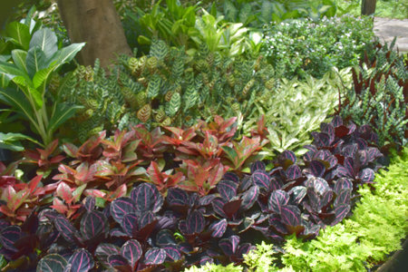 Beautifully decorated garden in a Bangkok garden, Thailandの写真素材