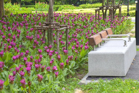 A field of Krachiao flowers blooming in a Bangkok park, Thailandの写真素材