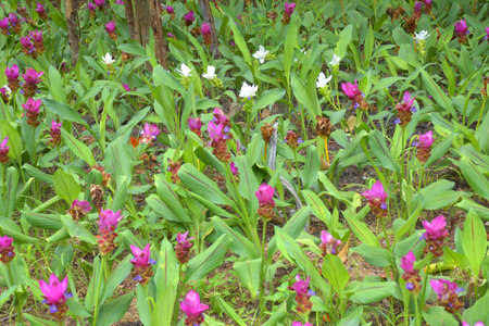 A field of Krachiao flowers blooming in a Bangkok park, Thailandの写真素材