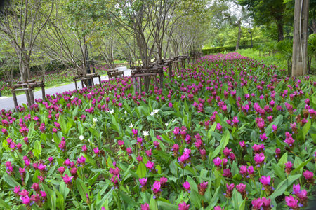 A field of Krachiao flowers blooming in a Bangkok park, Thailandの写真素材