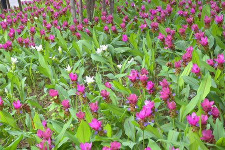 A field of Krachiao flowers blooming in a Bangkok park, Thailandの写真素材