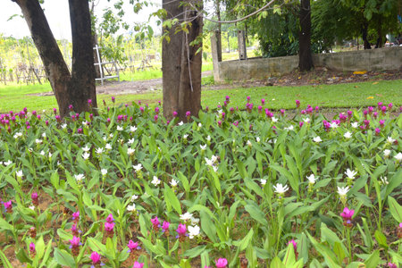 A field of Krachiao flowers blooming in a Bangkok park, Thailandの写真素材