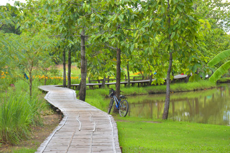 walkway  and green trees in garden  beauty nature Bangkok Thailandの写真素材
